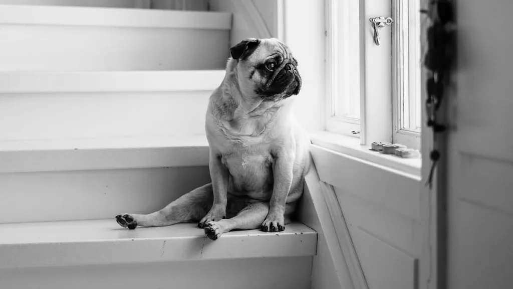 ein Mops sitzt auf der treppe und schaut nach draußen
