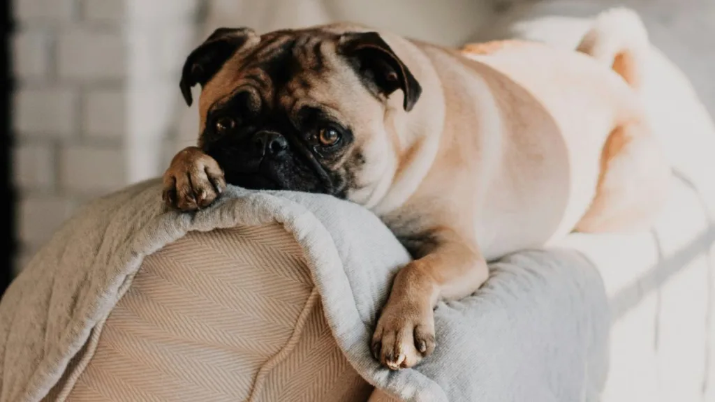 ein Mops liegt entspannt auf einer Sofarückenlehne