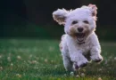 6 Hundekameras 2025 im Test – Furbo, PetTec & Enabot