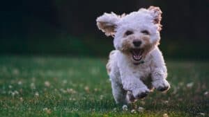 6 Hundekameras 2025 im Test – Furbo, PetTec & Enabot