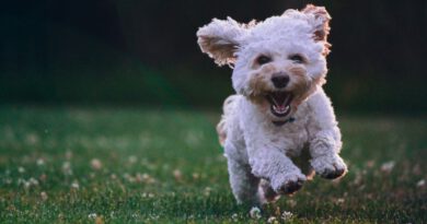 6 Hundekameras 2025 im Test – Furbo, PetTec & Enabot