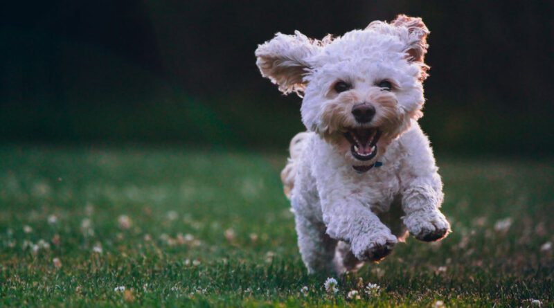6 Hundekameras 2025 im Test – Furbo, PetTec & Enabot