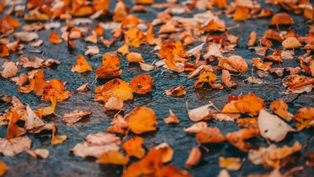 Nasses Herbstlaub auf einer gepflasterten Fläche als Titelmotiv für Kehrmaschinen-Thema