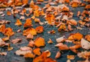 Nasses Herbstlaub auf einer gepflasterten Fläche als Titelmotiv für Kehrmaschinen-Thema