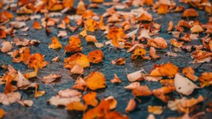 Kehrmaschinen im Test 2025 – 7 Hersteller, 7 Modelle im großen Vergleich