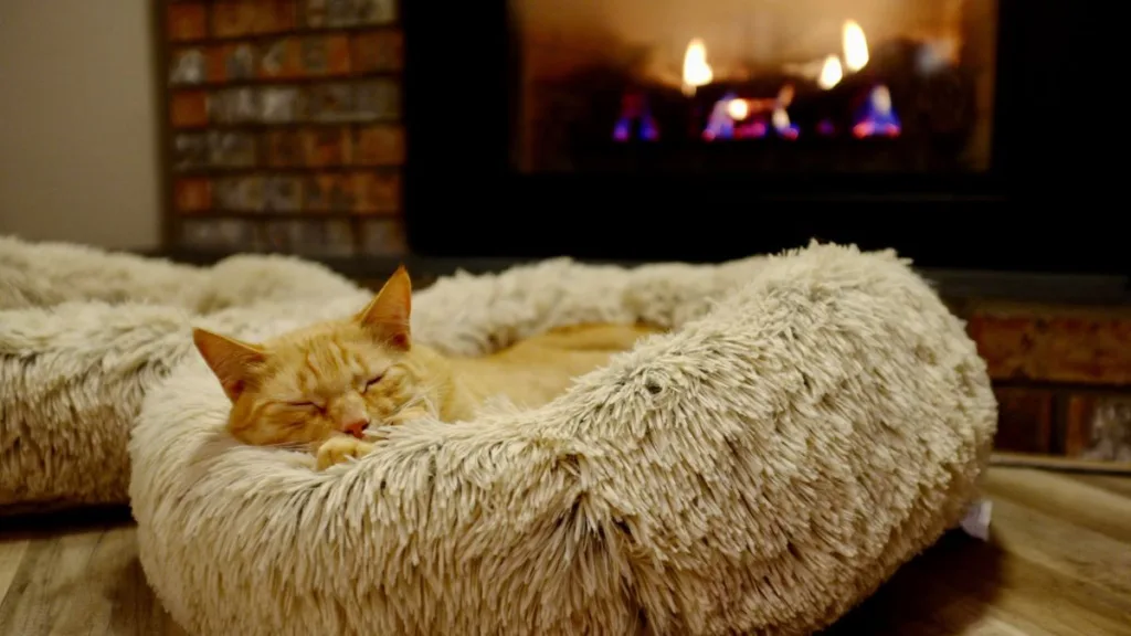 eine Katze liegt in einem Körbchen vor einem Kamin