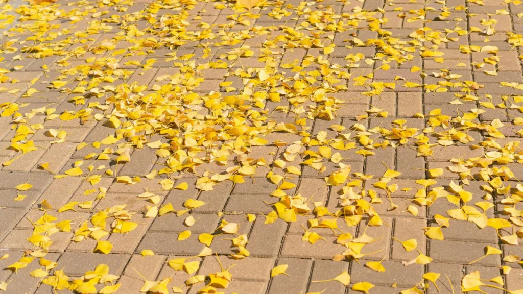 Blätter auf Pflaster