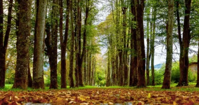 Titelbild Laubsauger