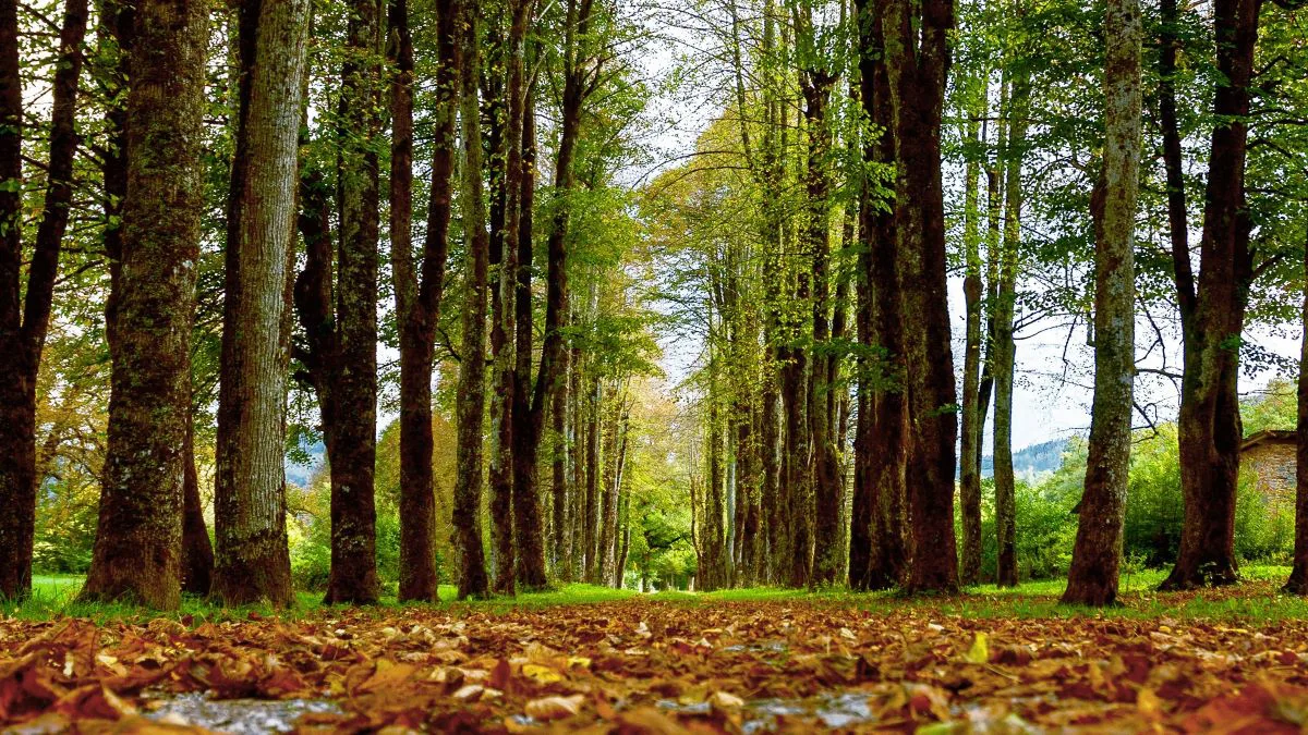 Laubsauger 2025: Bauarten, Einsatzbereiche und Leistungsunterschiede