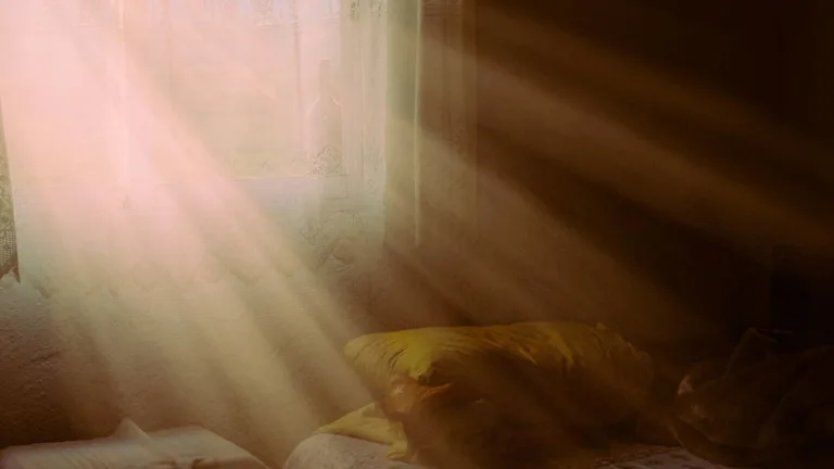 Luftreiniger bei Staub und Hundehaaren – Einsatzbereiche & Unterschiede