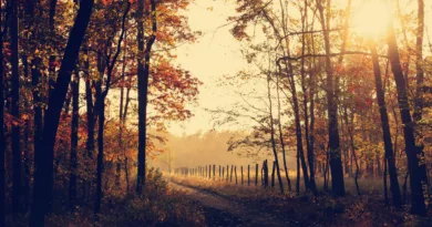 Titelbild Ratgeber Laubbläser und Laubsauger