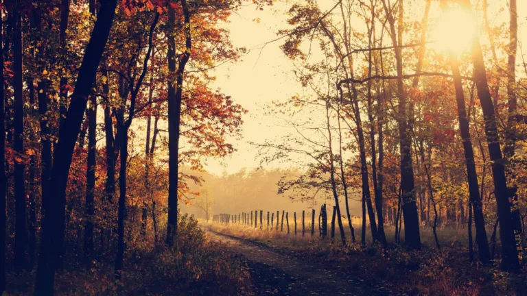 Laubsauger & Laubbläser richtig einsetzen – was du wirklich wissen musst