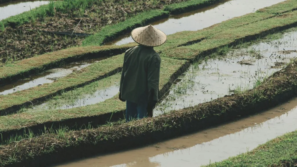 ein Mann steht in einem Reisfeld