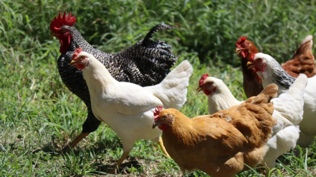 ein Hahn und 5 Hühner auf einer Wiese