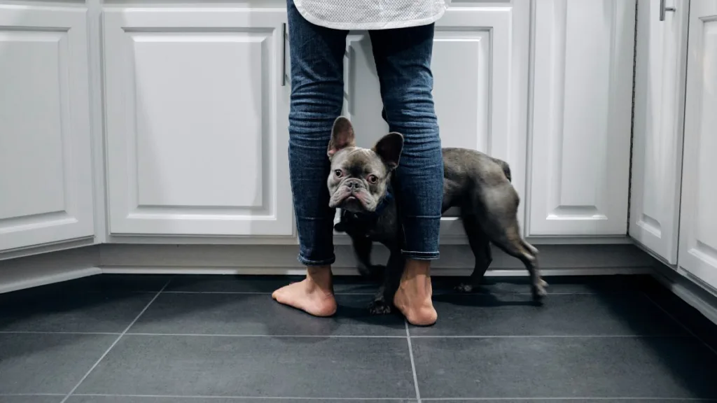 ein schwarzes hund steht zwischen zwei männlichen Beinen in der Küche auf Fliesen