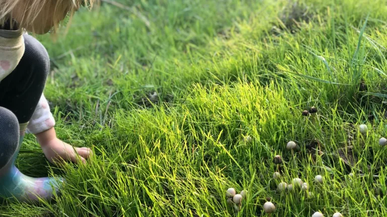 Manuelle Rasenlüfter im Überblick – Schuhe, Spikes und Hohlspoon erklärt