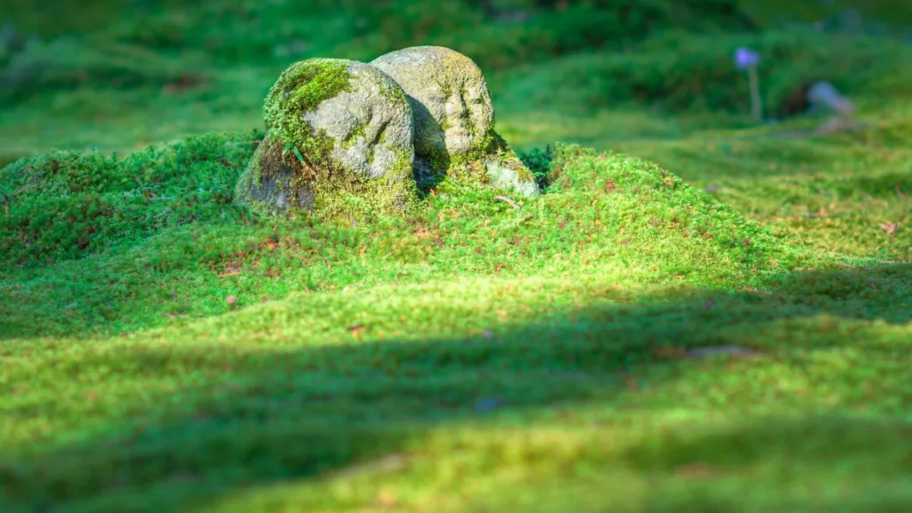 zwei Steine schauen aus einer Moosfläche raus