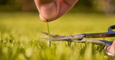 eine Schere schneidet einen Grashalm ab, Nahaufnahme