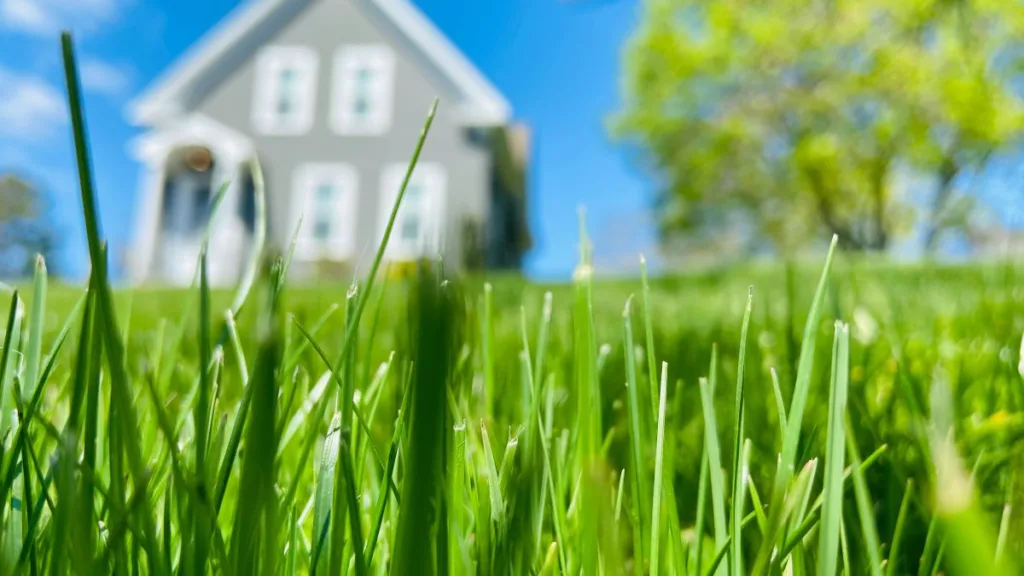 Gras in Nahaufnahme und im Hintergrund ein verschwommenes Haus