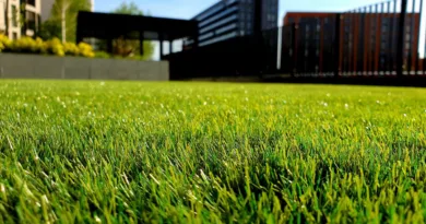 Vertikutierer erklärt: Technik, Einsatzzeit und typische Fehler Rasenfläche in Nahaufnahme