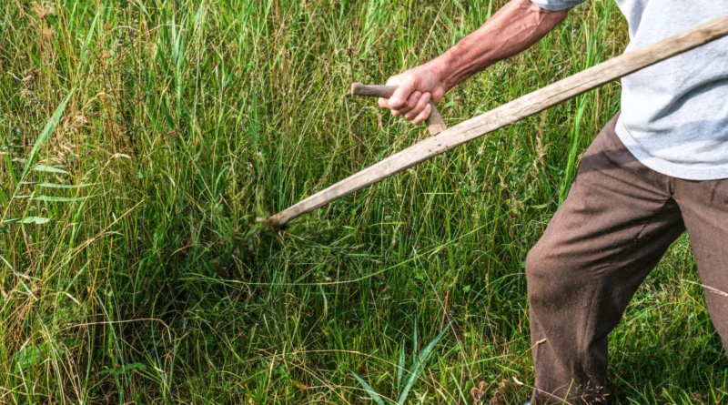 ein Mann arbeitet sich mit einer Sense durch hohes Gras