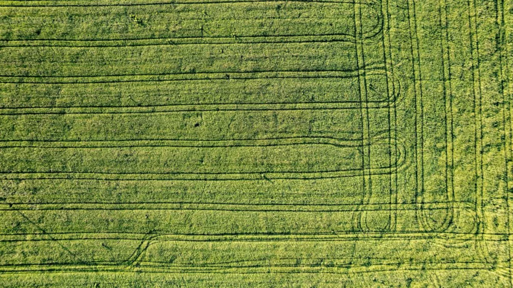 Muster in einer Rasenfläche