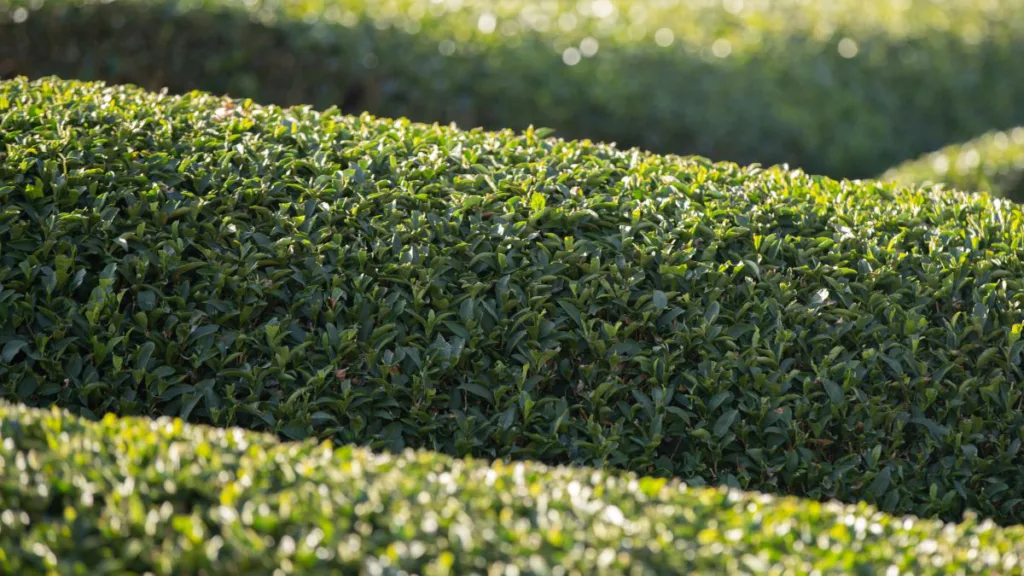 Heckenschnitt ind er Nahaufnahme