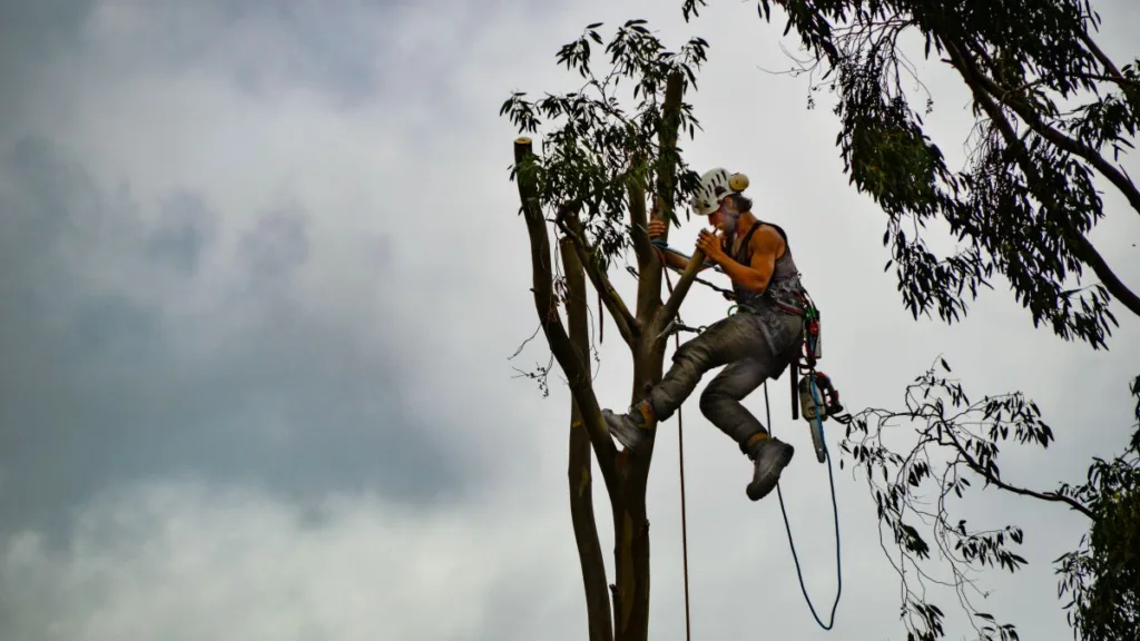 ein Mann seilt sich an einem beschnittenen Baum ab