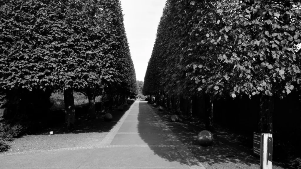 ein Schwarz-Weiß-Bild einer riesigen Hecke in einem Park