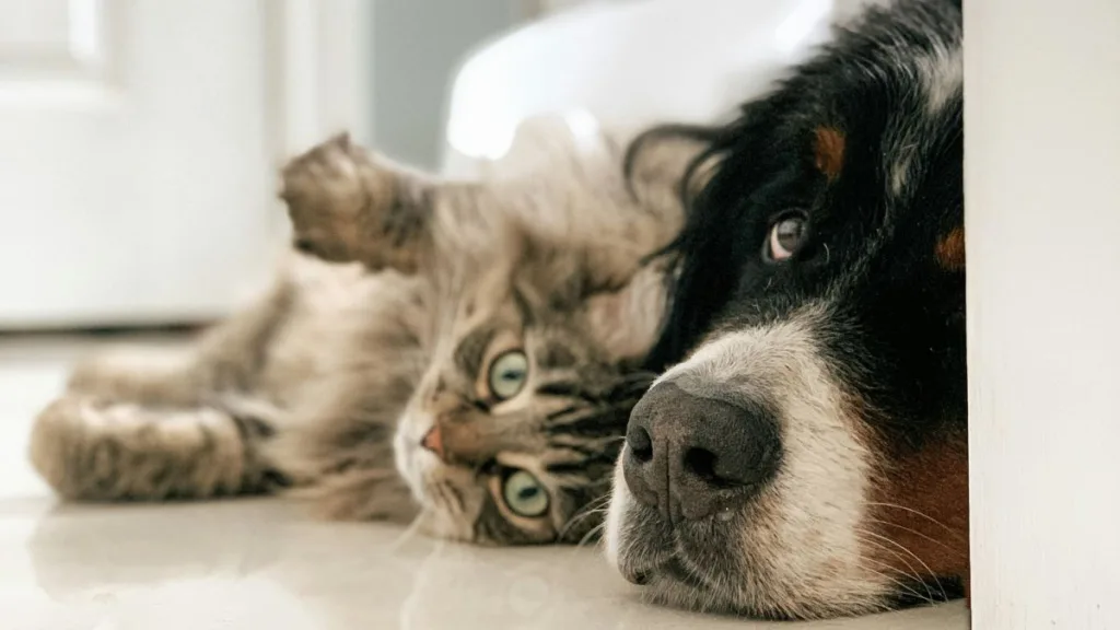 ein Hund und eine Katze liegen auf den Boden und schauen in die Kamera