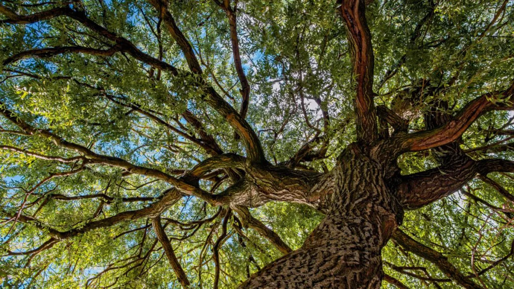 eine Baumkrone von unten nach oben fotografiert