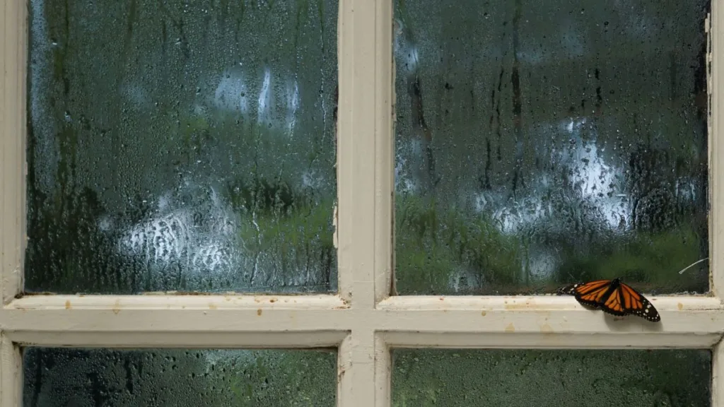 Luftfeuchteniederschlag auf einen Fenster