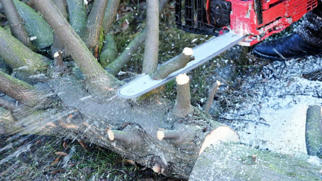 eine Kettensäge trennt von einen liegenden Baumstamm die Äste ab
