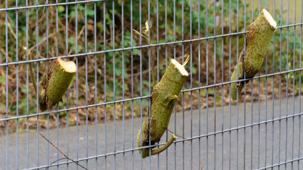 abgeschnittene Äste hängen noch in einen Stabmattenzaun