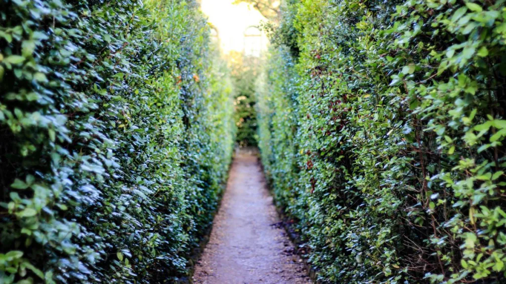 ein Weg durch eine hohe Hecke