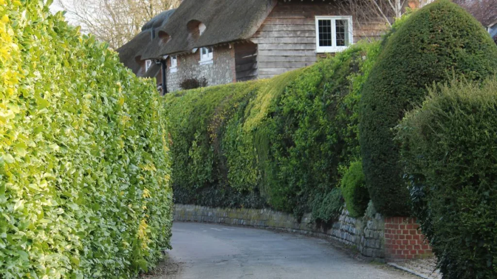 ein Weg mit einer hohen Hecke links und rechts