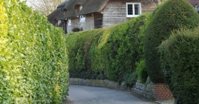 Teleskop-Heckenscheren – Reichweite, Balance und Grenzen bei hohen Hecken ein Weg mit einer hohen Hecke links und rechts