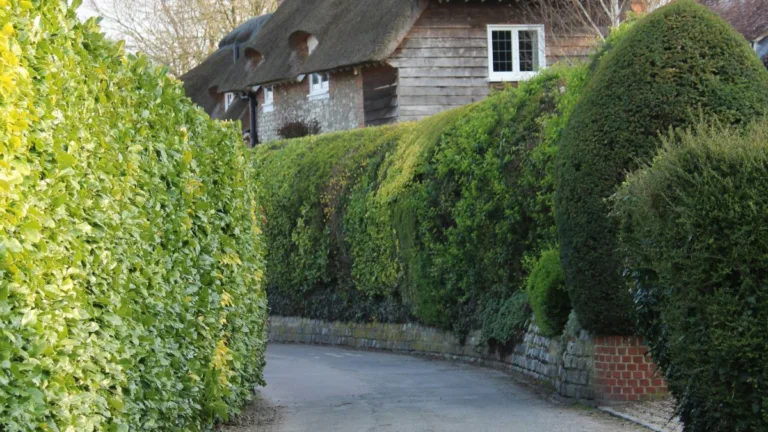 Teleskop-Heckenscheren – Reichweite, Balance und Grenzen bei hohen Hecken