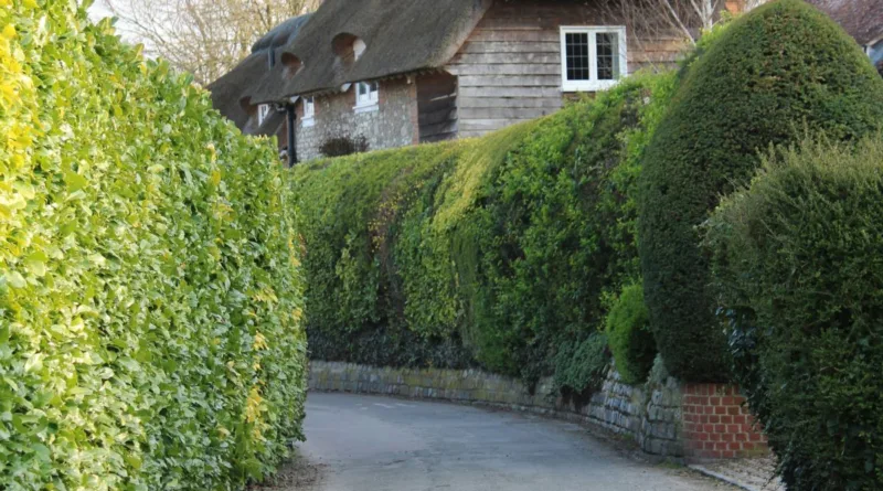 ein Weg mit einer hohen Hecke links und rechts