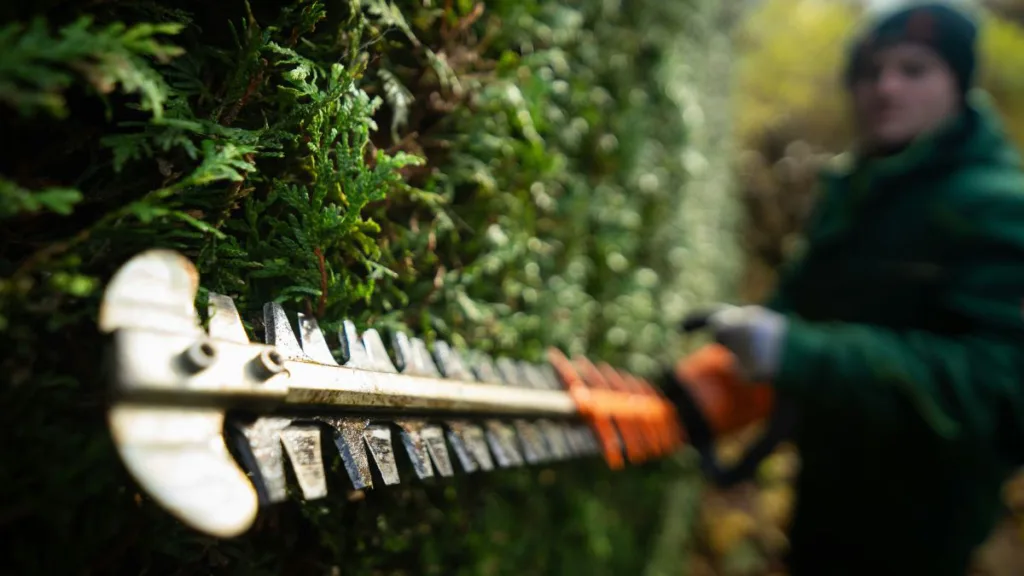 eine Heckenschere bei der Arbeit