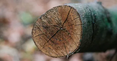 der Querschnitt eines dicken Astes