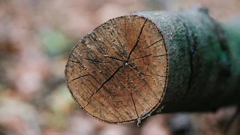 Mini-Kettensägen für Äste – Technik, Leistung und Grenzen