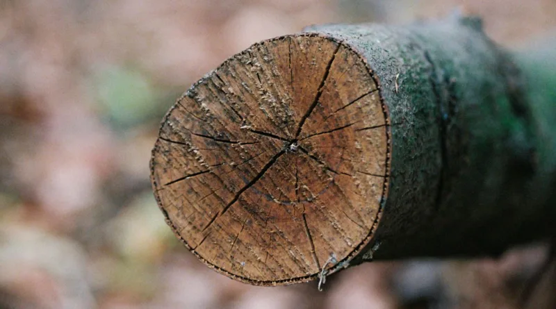 der Querschnitt eines dicken Astes