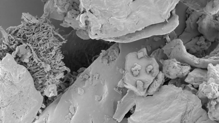 Milbensauger – Technik, Unterschiede und sinnvolle Geräte erklärt