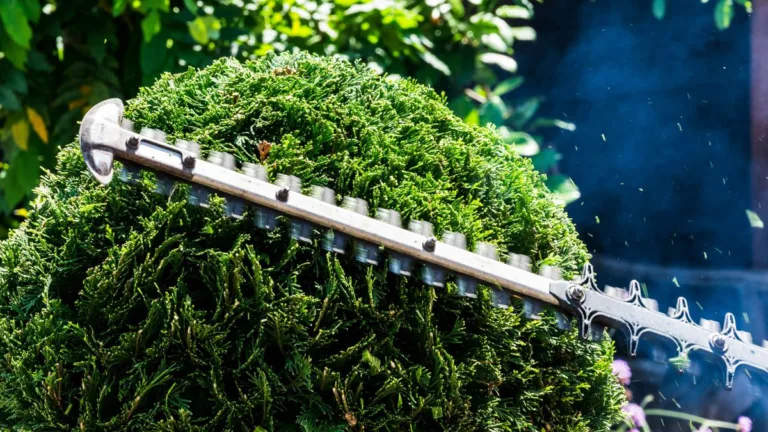 Akku-Heckenscheren – worauf es bei Schnittlänge, Laufzeit und Gewicht ankommt