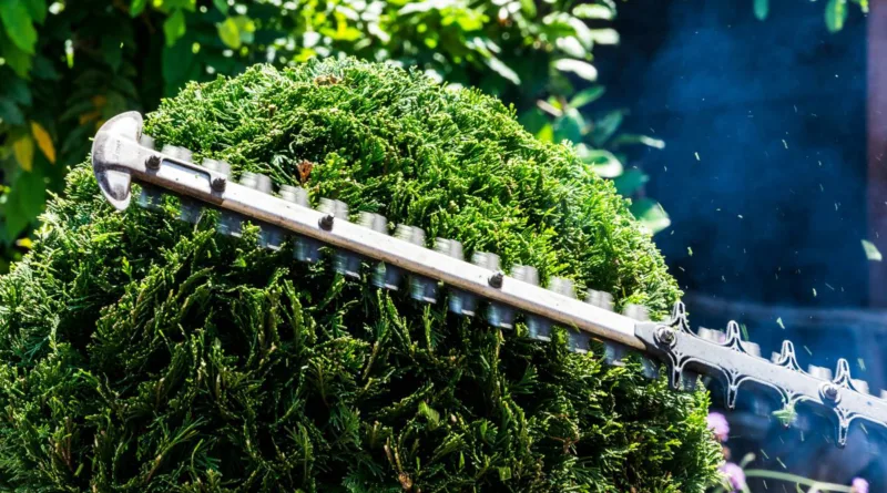 eine Heckenschere im Einsatz in der Nahaufnahme