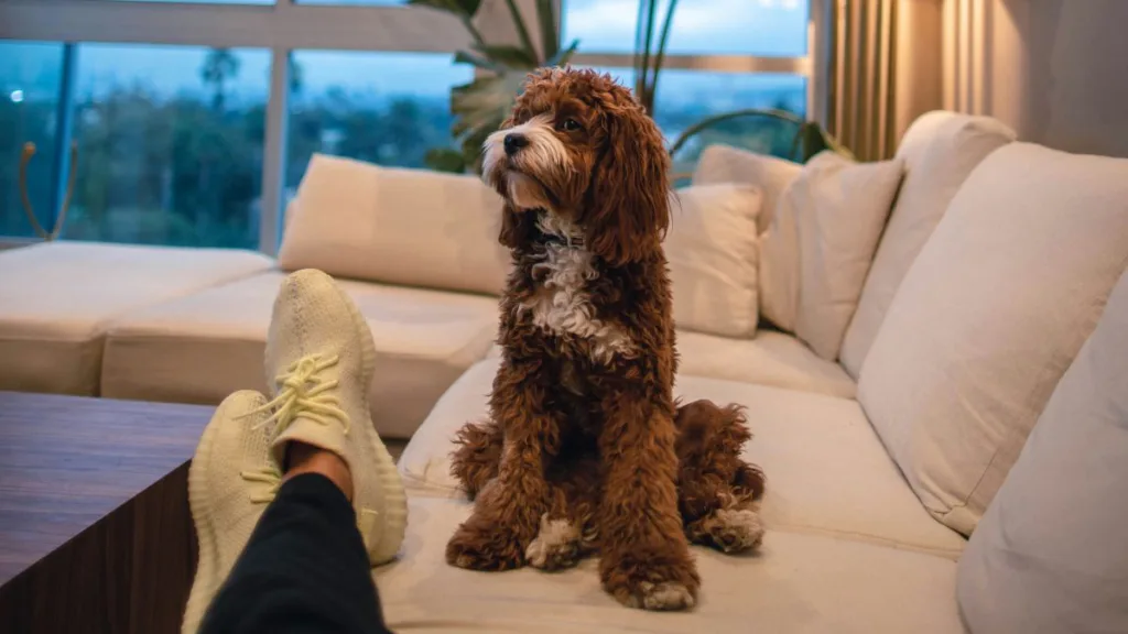 ein brauner lockiger Hund sitzt auf der Couch