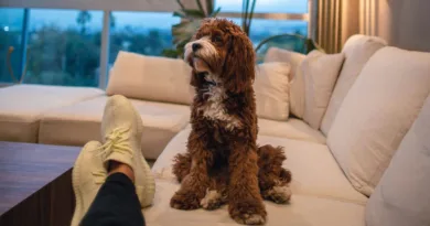 Polsterreiniger im Haushalt – Technik, Funktionsweise und Einsatzbereiche ein brauner lockiger Hund sitzt auf der Couch