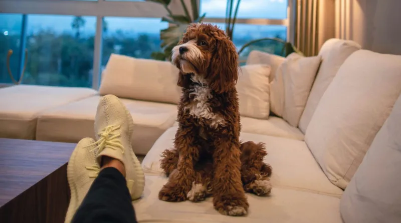 ein brauner lockiger Hund sitzt auf der Couch