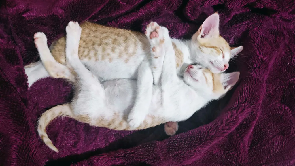 zwei schlafende Katzenkinder